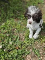 Tito, a male Poodle - Toy  for sale in Russellville, KY – 3 of 9