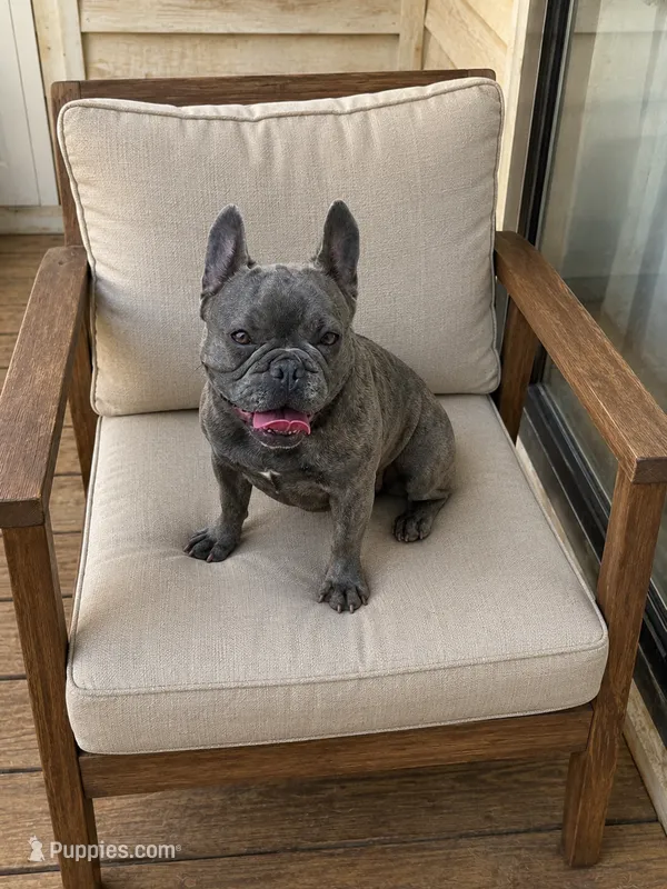 Fendi – French Bulldog puppy for sale in Russellville, KY