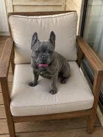 Fendi, a female French Bulldog for sale in Russellville, KY – 2 of 8