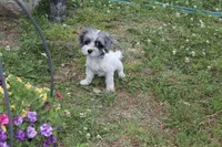  Gucci  (blue Merle parti), a male Maltipoo and Maltese for sale in Russellville, KY – 5 of 7