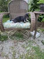 Doug, a male Miniature Dachshund for sale in Russellville, KY – 3 of 9