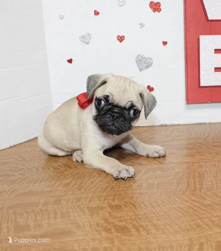 Pugetta – Pug puppy on hold in Russellville, KY