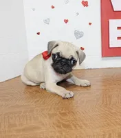 Pugetta, a female Pug for sale in Russellville, KY – 1 of 7