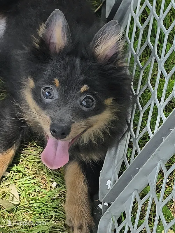 Charlie  – Pomeranian puppy for sale in Russellville, KY