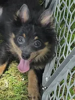 Blue boy, a male Pomeranian for sale in Russellville, KY – 3 of 6