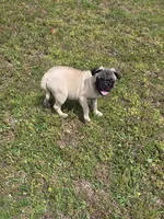 Petey, a male Pug for sale in Russellville, KY – 3 of 5