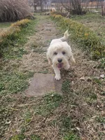 Nibbles , a male Cockapoo and Poodle - Miniature  for sale in Russellville, KY – Photo 4 of 4
