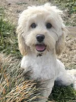 Nibbles , a male Cockapoo and Poodle - Miniature  for sale in Russellville, KY – Photo 1 of 4