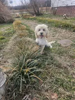 Nibbles , a male Cockapoo and Poodle - Miniature  for sale in Russellville, KY – Photo 3 of 4