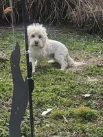 Nibbles , a male Cockapoo and Poodle - Miniature  for sale in Russellville, KY – Photo 2 of 4