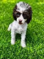 Tito, a male Poodle - Toy  for sale in Russellville, KY – 1 of 9