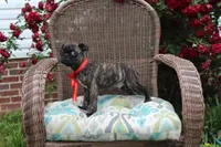 Roody, a male Boston Terrier and Pug for sale in Russellville, KY – 8 of 8