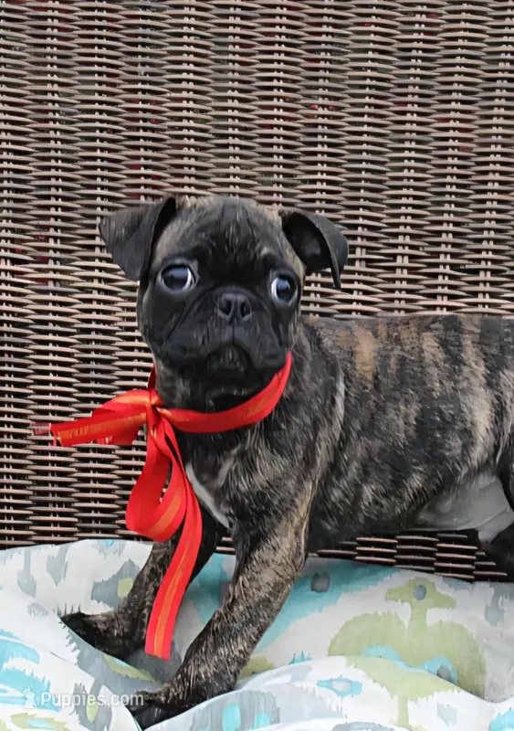 Roody – Boston Terrier, Pug puppy for sale in Russellville, KY