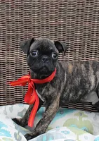 Roody, a male Boston Terrier and Pug for sale in Russellville, KY – 1 of 8