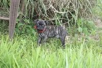 Roody, a male Boston Terrier and Pug for sale in Russellville, KY – 3 of 8