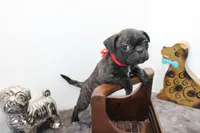 Roody, a male Boston Terrier and Pug for sale in Russellville, KY – Photo 4 of 4