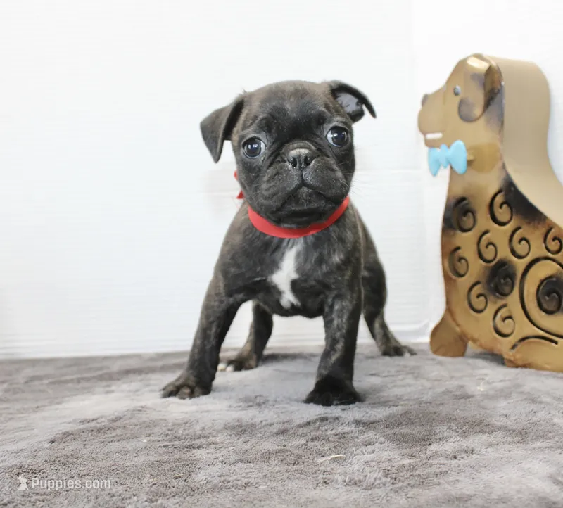 Roody – Boston Terrier, Pug puppy for sale in Russellville, KY