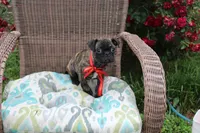 Roody, a male Boston Terrier and Pug for sale in Russellville, KY – 6 of 8