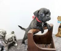 Roody, a male Boston Terrier and Pug for sale in Russellville, KY – Photo 3 of 4