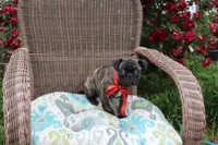 Roody, a male Boston Terrier and Pug for sale in Russellville, KY – 4 of 8
