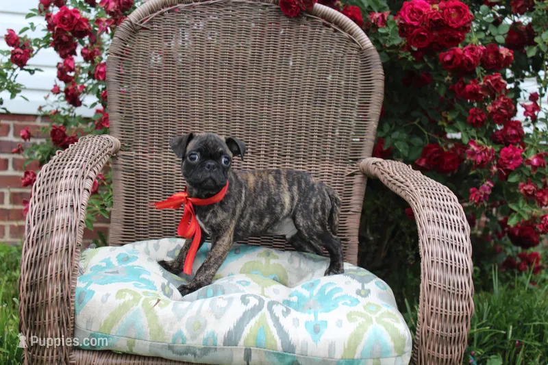 Roody – Boston Terrier, Pug puppy for sale in Russellville, KY