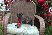 Roody, a male Boston Terrier and Pug for sale in Russellville, KY – 2 of 8
