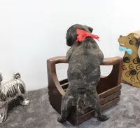 Roody, a male Boston Terrier and Pug for sale in Russellville, KY – Photo 2 of 4