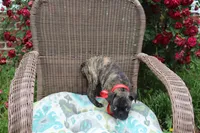 Roody, a male Boston Terrier and Pug for sale in Russellville, KY – 5 of 8