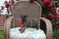 Roody, a male Boston Terrier and Pug for sale in Russellville, KY – 7 of 8