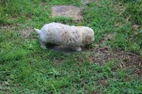 Princess fluff, a female Cockapoo and Poodle - Toy  for sale in Russellville, KY – 7 of 8