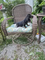 Doug, a male Miniature Dachshund for sale in Russellville, KY – 6 of 9