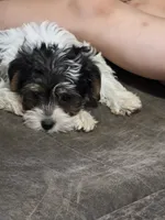 Daisy ( toy size), a female Yorkshire Terrier and Morkie for sale in Russellville, KY – 7 of 7