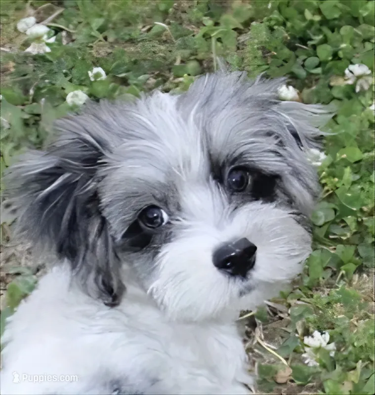  Gucci  (blue Merle parti) – Maltipoo, Maltese puppy for sale in Russellville, KY