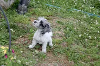  Gucci  (blue Merle parti), a male Maltipoo and Maltese for sale in Russellville, KY – 3 of 7