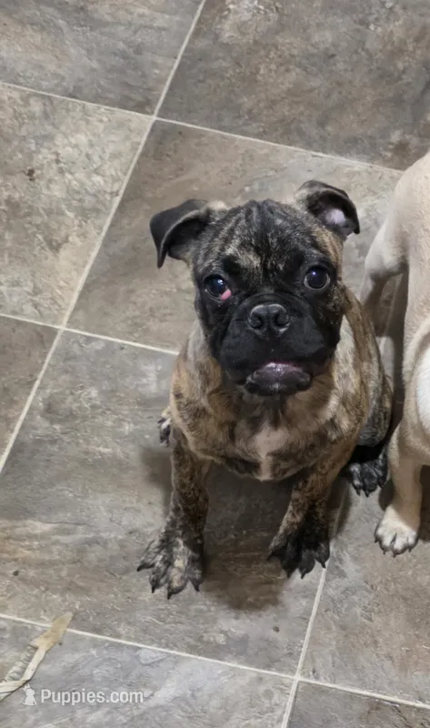 Biggie – Boston Terrier, Pug puppy for sale in Russellville, KY