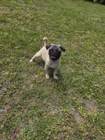 Pauley, a male Pug for sale in Russellville, KY – 3 of 4