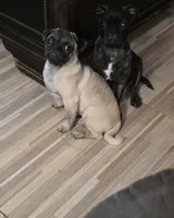 PEANUT small pug, a female Pug for sale in Russellville, KY – 3 of 8