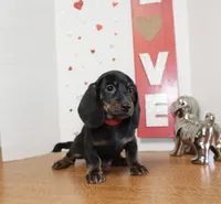 Oscar Myer, a male Miniature Dachshund for sale in Russellville, KY – 4 of 8