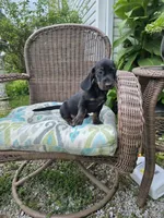 Weiner Dan, a male Miniature Dachshund for sale in Russellville, KY – 7 of 10