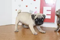 Pugtunia, a female Pug for sale in Russellville, KY – 3 of 9