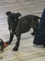 Tank, a male Boston Terrier and Pug for sale in Russellville, KY – 2 of 2