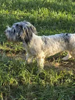 Buddy (blue Merle parti), a male Maltipoo and Maltese for sale in Russellville, KY – 5 of 10