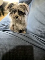 Beebee ,(blue eye), a female Pomeranian and Poodle - Toy  for sale in Russellville, KY – 5 of 5