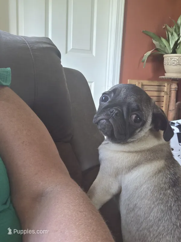 PEANUT small pug – Pug puppy for sale in Russellville, KY