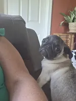 PEANUT small pug, a female Pug for sale in Russellville, KY – 5 of 8