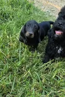 Weiner Dan, a male Miniature Dachshund for sale in Russellville, KY – 5 of 8