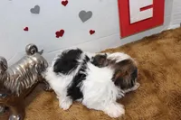 Honey, a female Yorkshire Terrier and Morkie for sale in Russellville, KY – 5 of 5