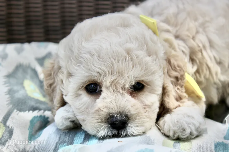 Princess fluff – Cockapoo, Poodle - Toy  puppy for sale in Russellville, KY