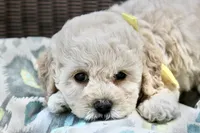 Princess fluff, a female Cockapoo and Poodle - Toy  for sale in Russellville, KY – 1 of 8
