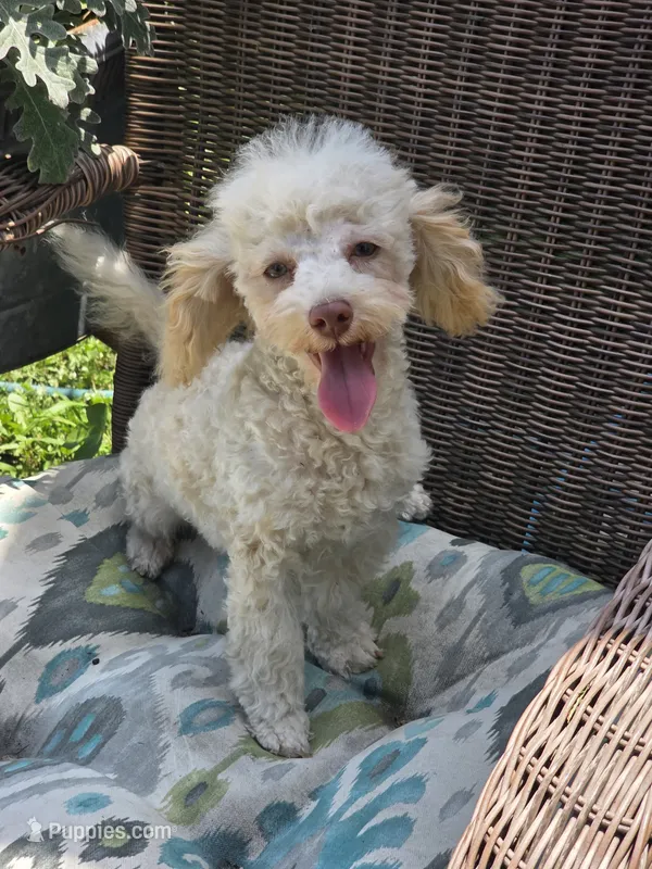 Tiny Tim toy size green eyes – Poodle - Toy , Miniature Aussiedoodle puppy for sale in Russellville, KY
